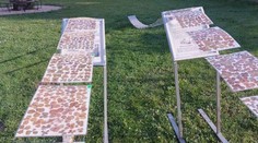 Jaroslav z Mikulčíc je rekordér v počte nazbieraných štvorlístkov. Vraví, že mu počas tornáda priniesli šťastie