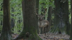 Tragédia vo Veľkom Krtíši: Chcel pomôcť danielovi, no stálo ho to život. Expert hovorí o veľkej chybe