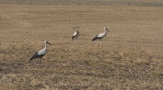 Najväčší európsky vták postupne u nás vymizol. Ochranári teraz po návrate sledujú jeho prvé hniezda