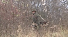 V Prievidzi sa začal boj proti diviakom: Sú premnožené a ničia všetko okolo