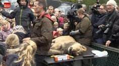 V zoo zabili leva. Verejne ho pitvali pred očami detí