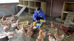 Rusko zakázalo dovoz živej hydiny a vajec aj zo Slovenska