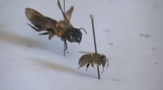 Máme sa báť? Na Slovensku sa objavili obrovské včely, vedci prezrádzajú viac