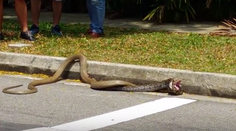 Kobra vs. pytón: Desivá pouličná bitka, aká tu nebola