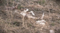 Desiatky mŕtvych zvierat a silný zápach. Objav v blízkosti nádrže Boleráz šokoval poľovníkov i veterinárov