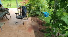 Zabili medveďa, ktorý v Turci zahrdúsil psa na terase domu. Šelmu v okolí dobre poznali