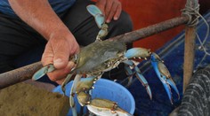 Taliansko trápi invázia agresívnych krabov. Pri obľúbenej lokalite už vymysleli, ako si s nimi poradia