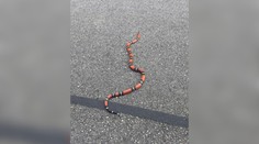 Nezvyčajný had v bratislavských lesoch. Ak ho uvidíte, kontaktujte Štátnu ochranu prírody SR