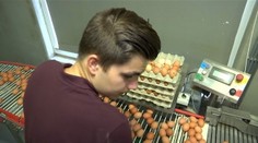 Potravinový škandál! Výrobkom z vajec sa máme radšej vyhýbať