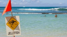 Ako si nepokaziť dovolenku slnkom a medúzou