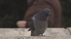 Holuby ako úhlavný nepriateľ. Okupujú balkóny a bojovať s nimi je takmer nemožné