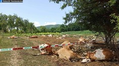 V Bolešove na lúkach sa otrávilo z kontaminovanej vody takmer 70 kráv