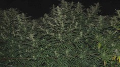 Bývalému majstrovi Európy hrozí za pestovanie marihuany 25 rokov vo väzení