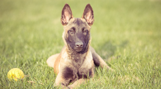 Chcete psa k deťom? Tieto plemená si neberte, varuje odborník