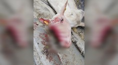 Po medveďoch a vlkoch majú chovatelia nového nepriateľa. Takto krkavce doriadili ovcu