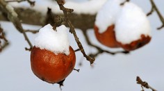 Štát pomôže ovocinárom postihnutým mrazmi