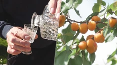 Ovocia je tento rok viac než dosť. Páleničiari sa tešia, no liter domácej vyjde poriadne draho