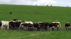 Najhoršie máme zrejme za sebou. Veterinári uvoľňujú opatrenia prijaté pre slintačku a krívačku