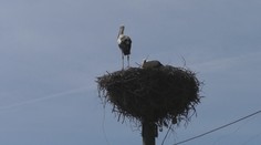 Samica bociana sa po troch rokoch vrátila domov. Dokonca priniesla aj svoje mláďa