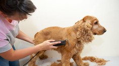 Pevné zdravie psa sa prejavuje aj na jeho srsti: Ako sa o ňu starať?