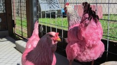 Toto svet nevidel! Sliepky niekto zafarbil, majiteľa hľadajú