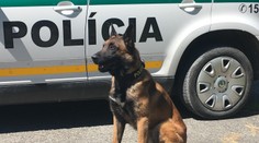 Muž strieľal na policajtov, pes Nyko mu nedal šancu