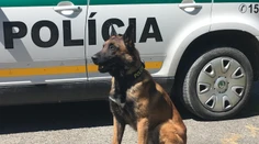 Muž strieľal na policajtov, pes Nyko mu nedal šancu