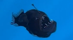 VIDEO: Pri pobreží Tenerife objavili vzácnu rybu. Pred kamerou im plával čert morský