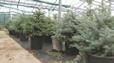 Už ste počuli o prenájme vianočného stromčeka? Nová alternatíva na sviatky naberá na popularite