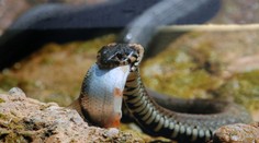 Na Slovensku evidujeme za minulý rok osem pohryznutí hadom, ktorý nebol identifikovaný