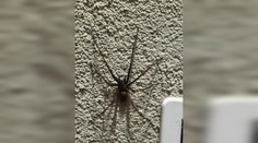 Milan našiel pred domom obrovského pavúka. Urobil dobre, že ho nechytal