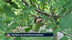 Začína sa orechová sezóna