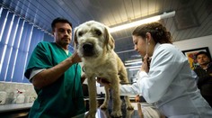 Rusko vyvíja vakcínu proti koronavírusu pre zvieratá