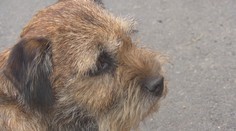 Psík Bart bol celé dni zaseknutý v štrbine. Keď záchranári strácali nádej, stal sa zázrak