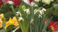 Za odtrhnutie chránených rastlín hrozí mastná pokuta, existuje však výnimka