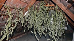 Muž premenil podkrovie domu na sklad marihuany, našli tam kilá