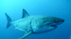 Obávaný predátor o sebe dal opäť vedieť. Najväčší samec žraloka modrého smeruje k obľúbenému letovisku