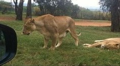 Zverejnili desivú fotku. Moment, kedy levica zabila turistku