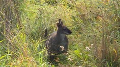 V Jihlave našli po mesiacoch hľadania strateného klokana. Odchyt bol komplikovaný