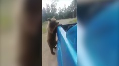 Video valcuje sociálne siete: Medveď natrafil na pilčíkov, tí mu začali hrubo nadávať
