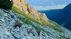 V Tatrách oproti minulému roku zmizla takmer štvrtina kamzíkov