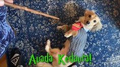 Video, ktoré poteší každého fanúšika Harryho Pottera: Psík reaguje na zaklínadlá