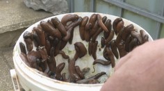 Stačí jeden - dva dni nejsť do záhrady a môžu sadiť znova. Záhradkári zvádzajú boj so slizkou potvorou