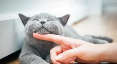 Viete, ako správne hladkať mačku? Veterinárka odhalila ľahkú pomôcku