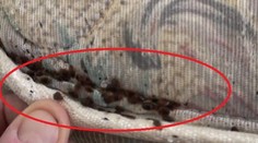 Sociálne byty v Hlohovci napadli votrelci. Cicajú krv malým deťom