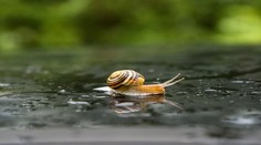 Žena našla na záhrade raritného slimáka. Ľudia si mysleli, že ide o výtvor umelej inteligencie