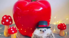 VIDEO: Mľaskajúci červožrút Azuki je hitom internetu