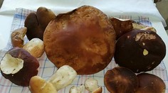 FOTO: Dubákový úlovok z Považia. Jeden z hríbov vážil takmer kilo