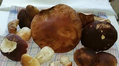FOTO: Dubákový úlovok z Považia. Jeden z hríbov vážil takmer kilo
