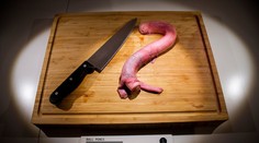 Syr s červíkmi alebo býčí penis. Múzeum láka na bizarné jedlo